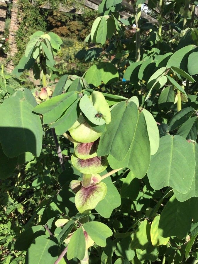Amicia zygomeris flower