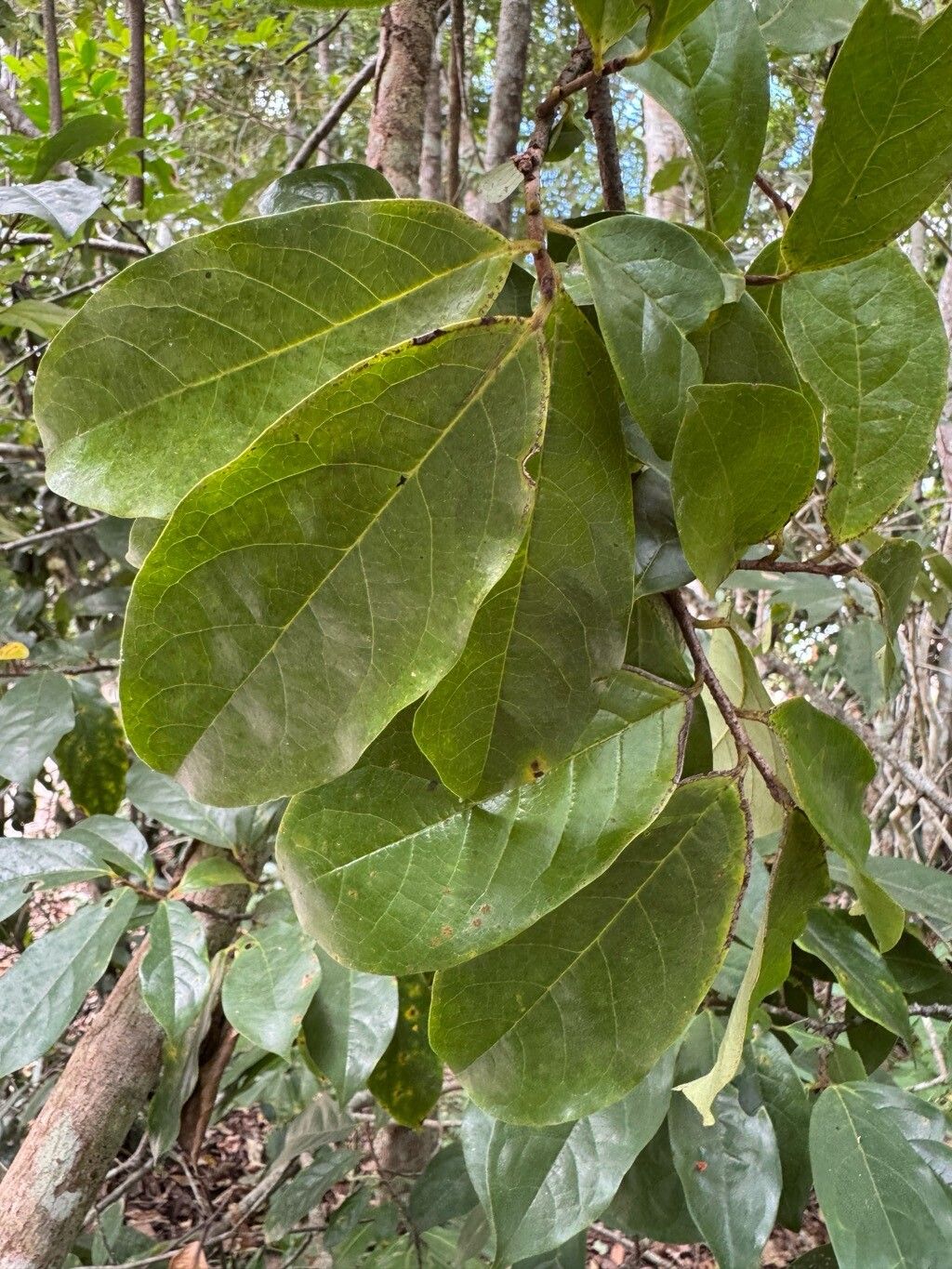 Annona acutiflora — related species from the same genus