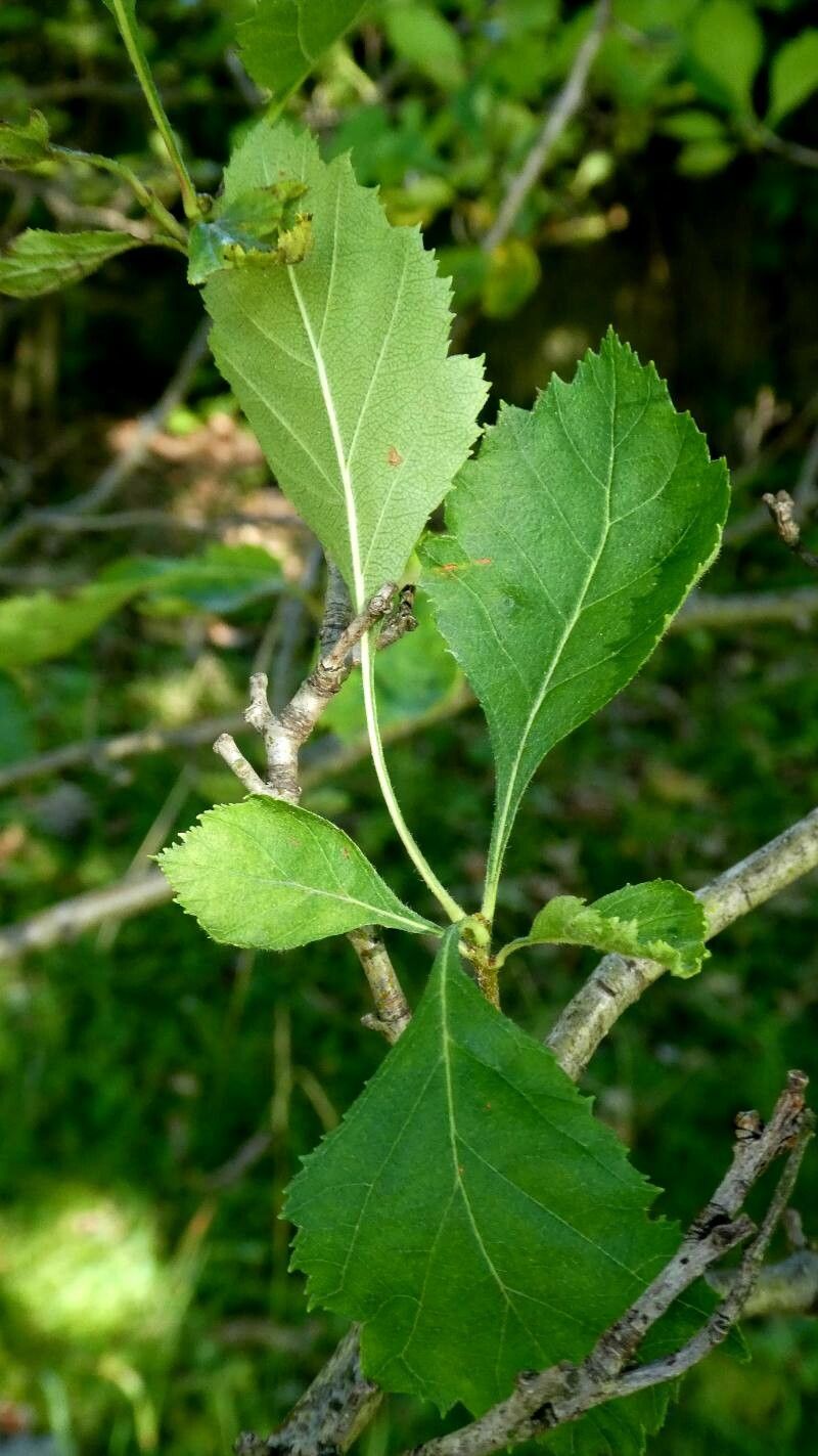 Crataegus × kyrtostyla — search result for 'Crataegus'