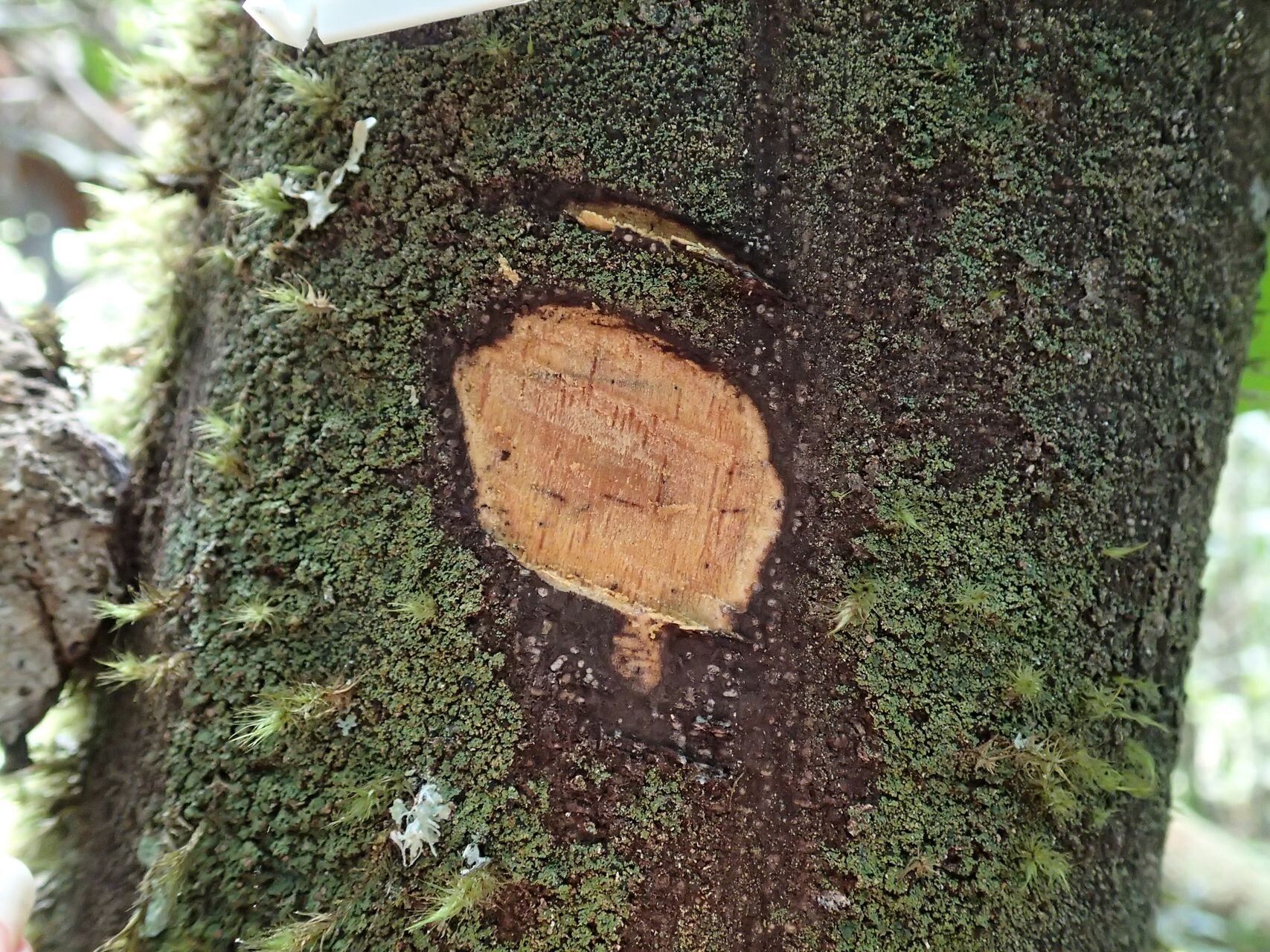 Diospyros tireliae bark