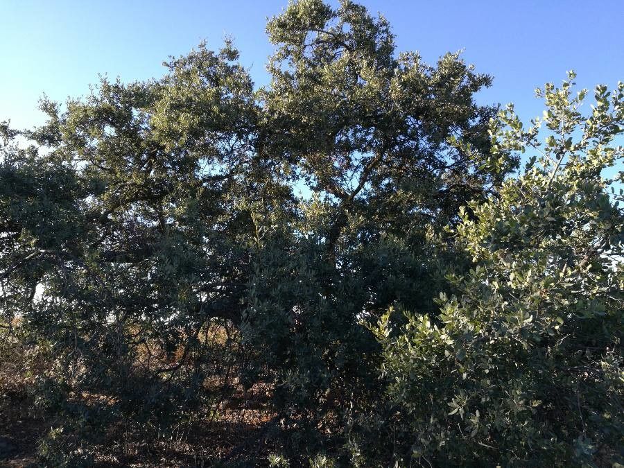 Quercus engelmannii habit
