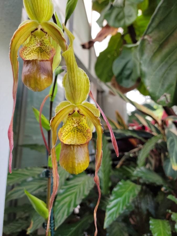 Phragmipedium caudatum flower