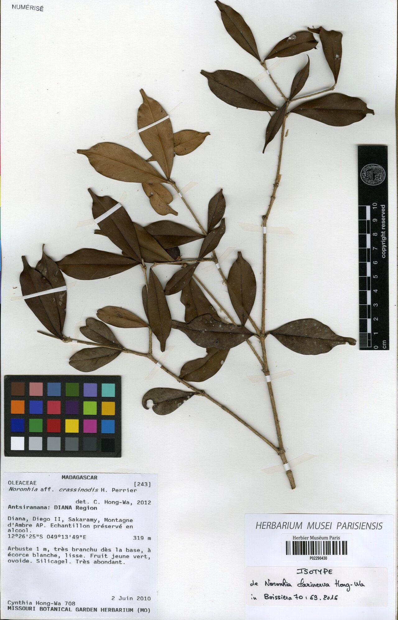 Noronhia clarinerva — search result for 'Noronhia'