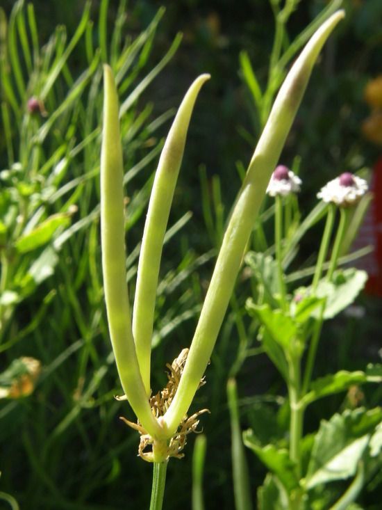 Amsonia palmeri fruit