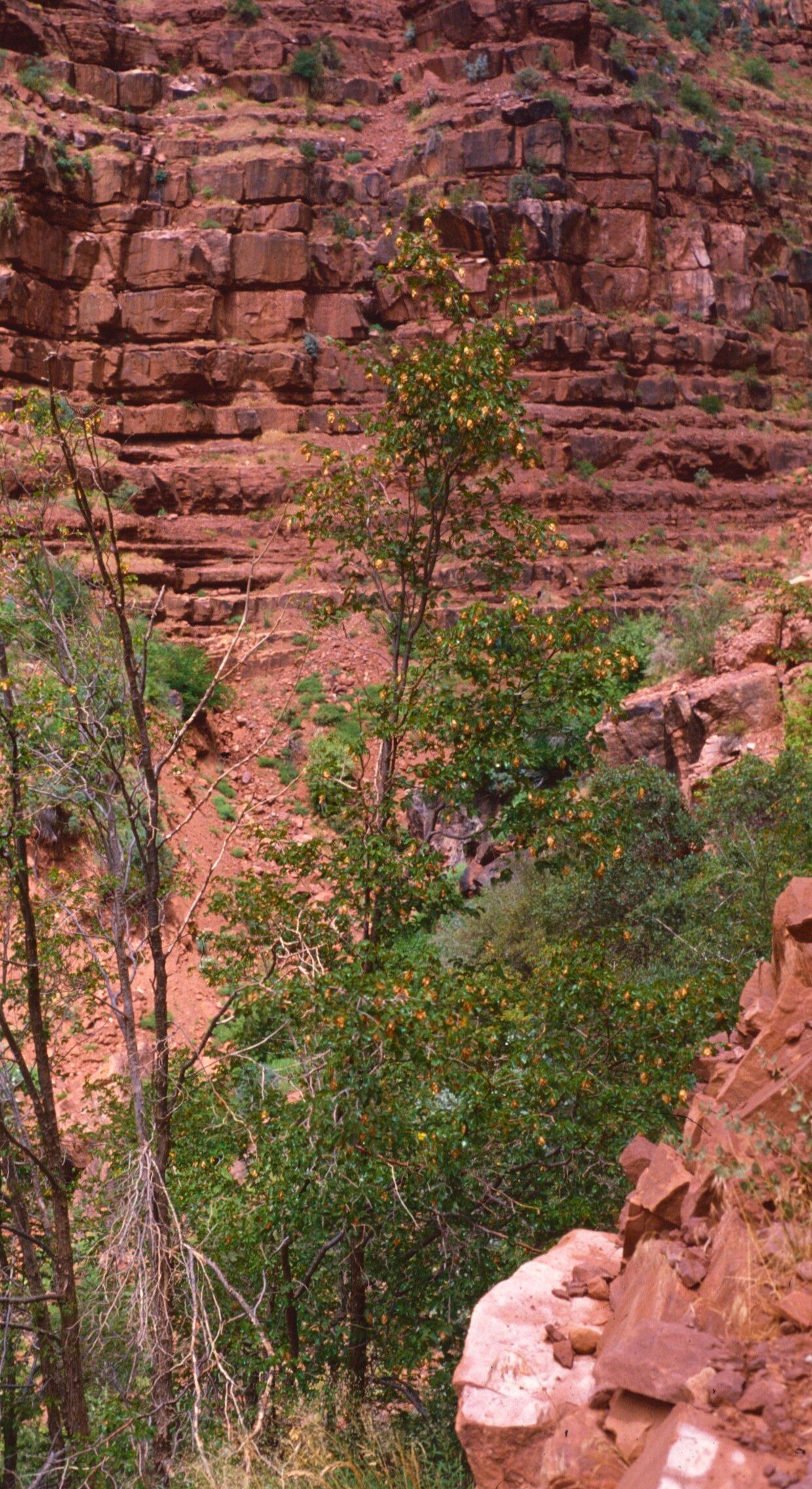 Ostrya knowltonii habit