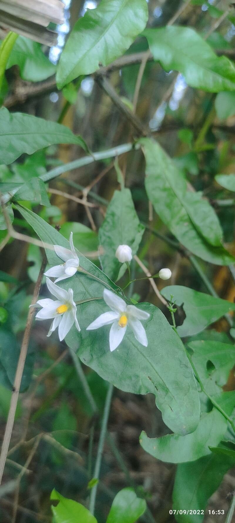 Solanum triquetrum flower