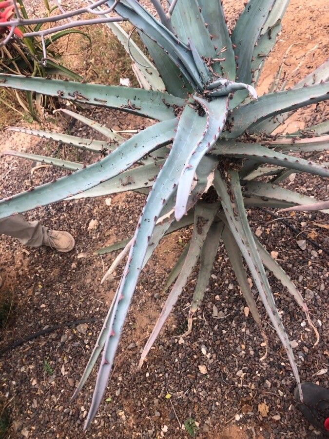 Aloe divaricata — search result for 'Aloe'