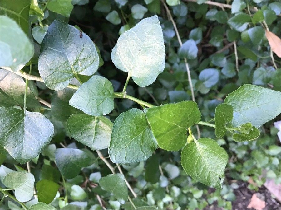 Withania frutescens leaf