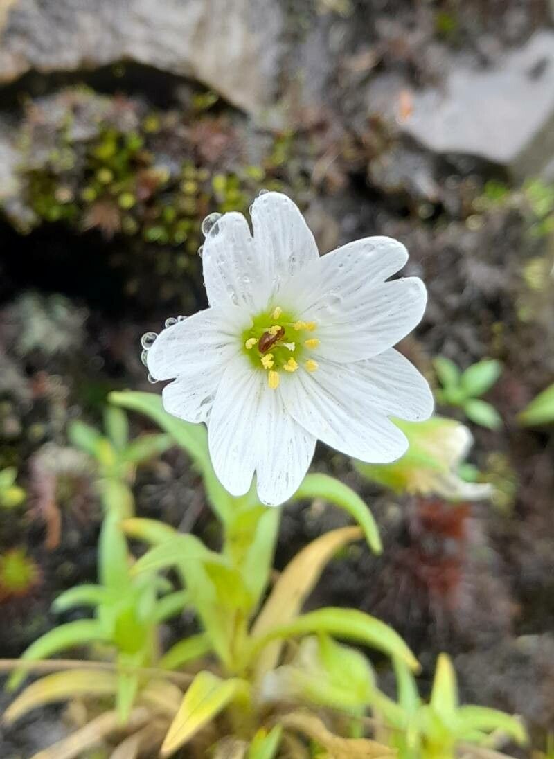 Cerastium tucumanense — houseplant care guide