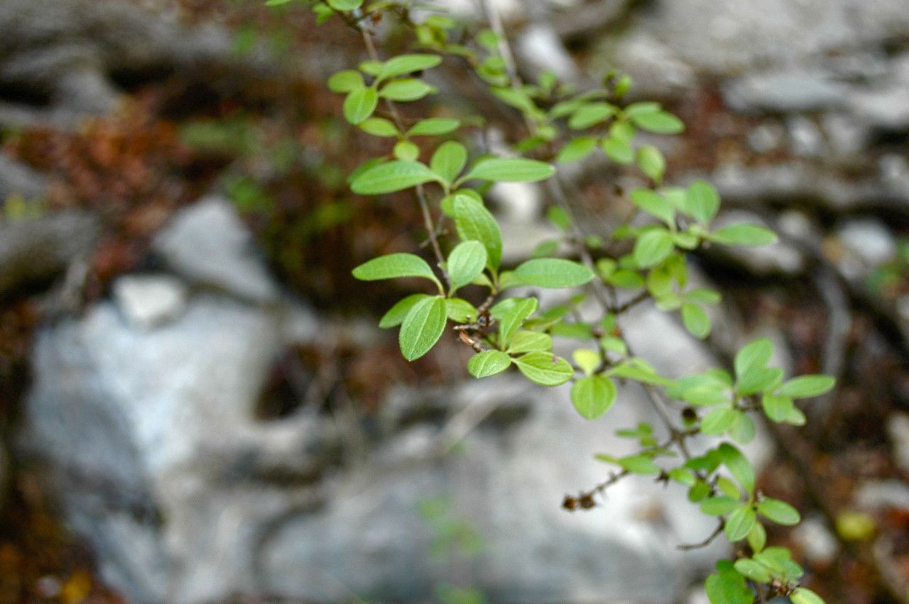 Philadelphus texensis habit