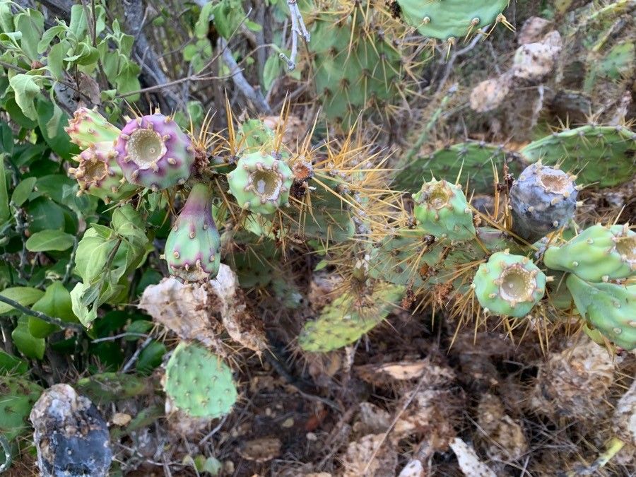 Opuntia littoralis fruit