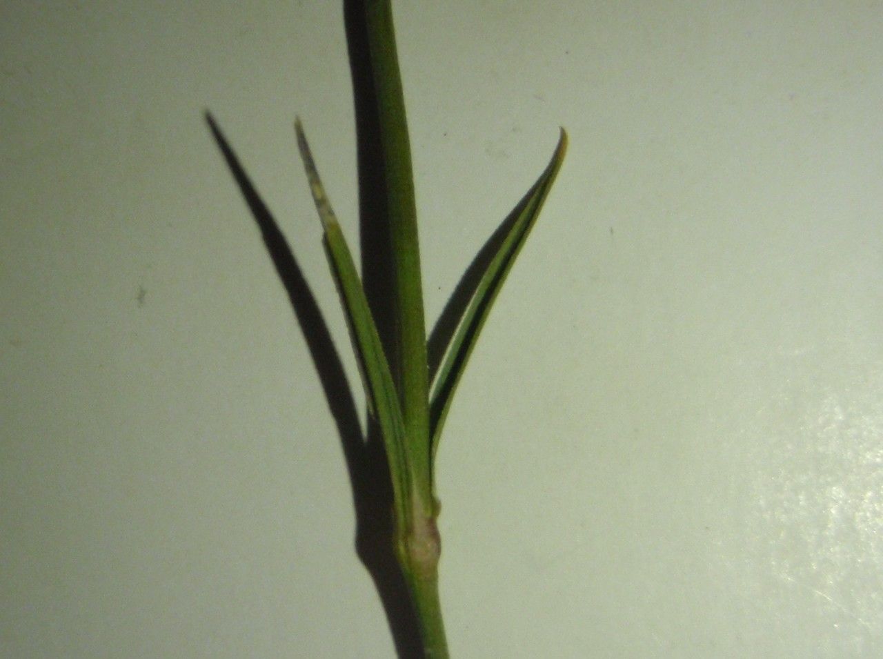 Dianthus balbisii bark