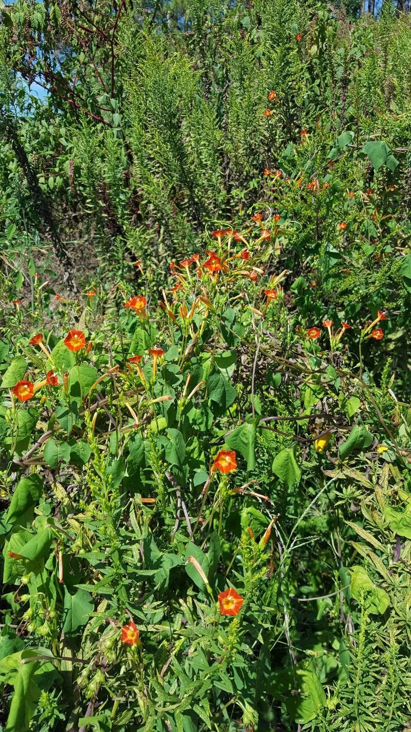 Ipomoea cristulata habit