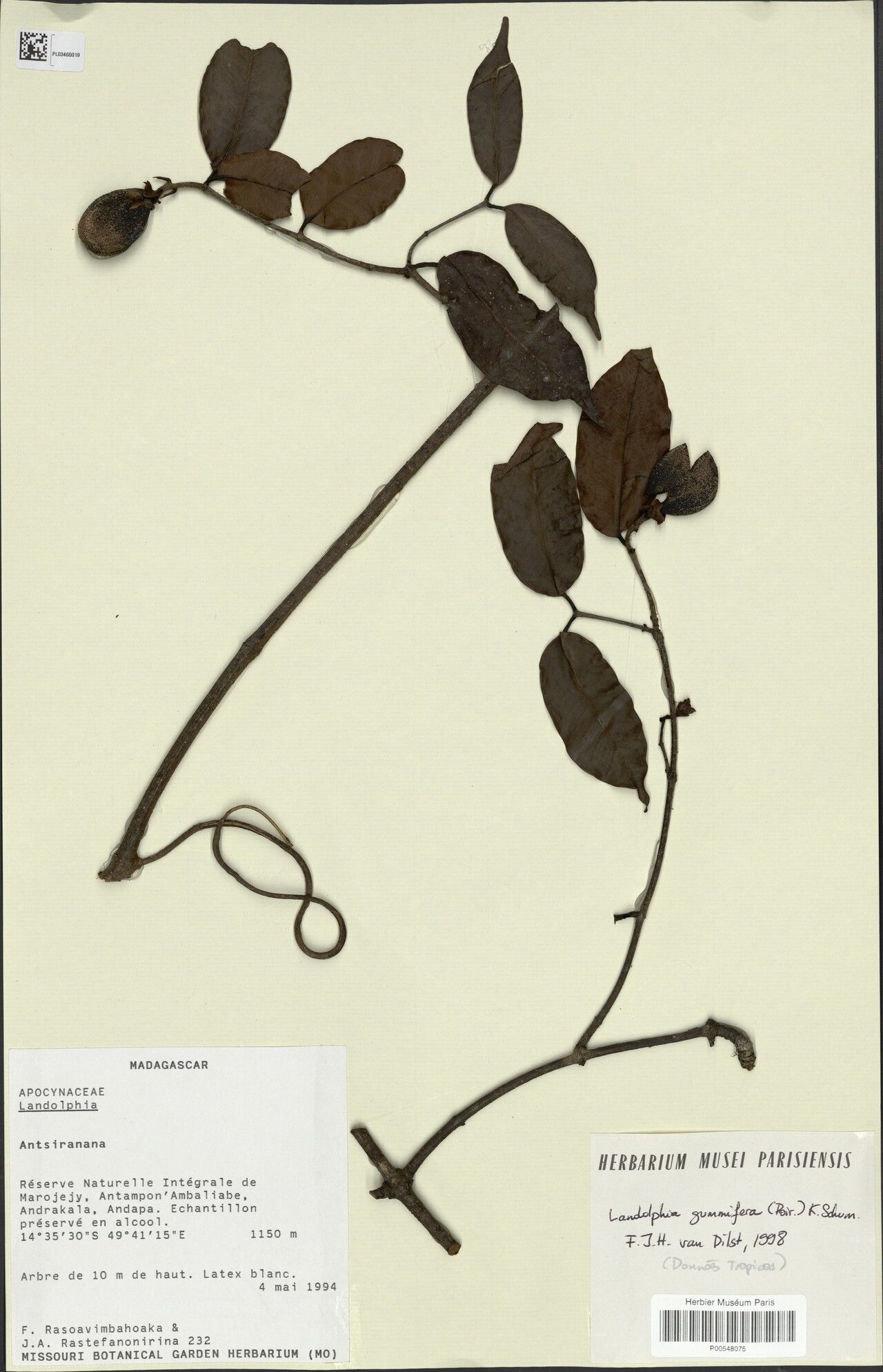 Landolphia gummifera — houseplant care guide