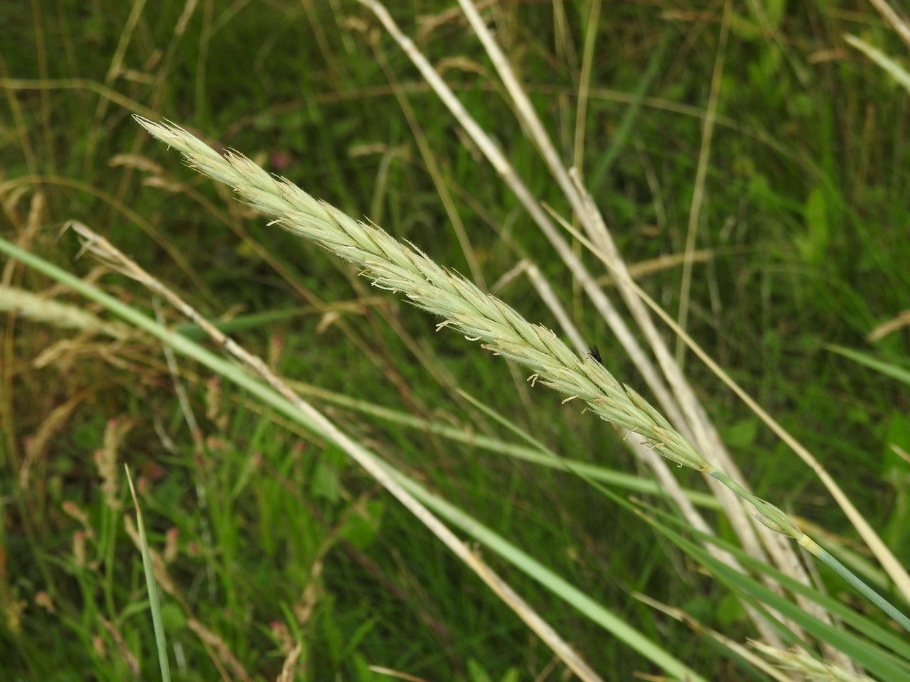 Thinopyrum acutum fruit