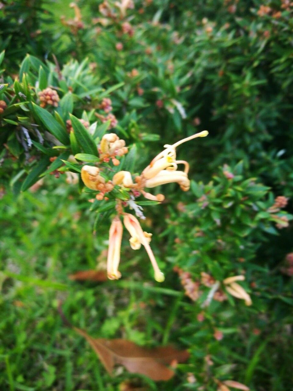 Grevillea juniperina flower