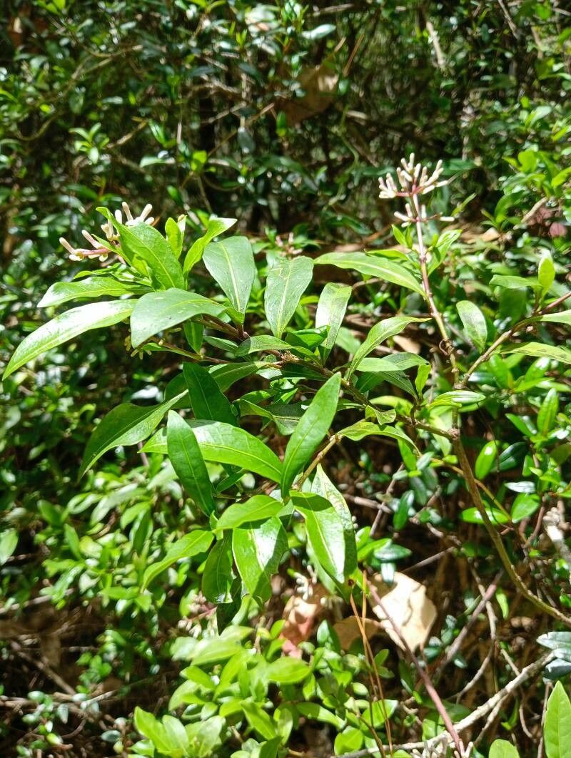 Chassalia perrieri habit