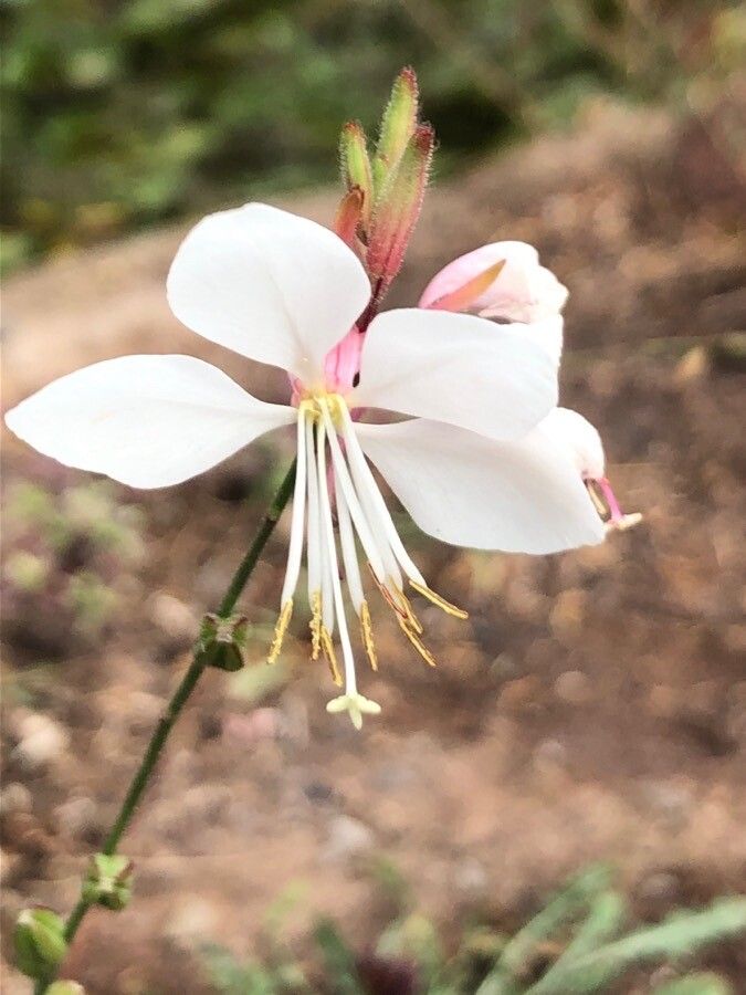 Oenothera gaura flower