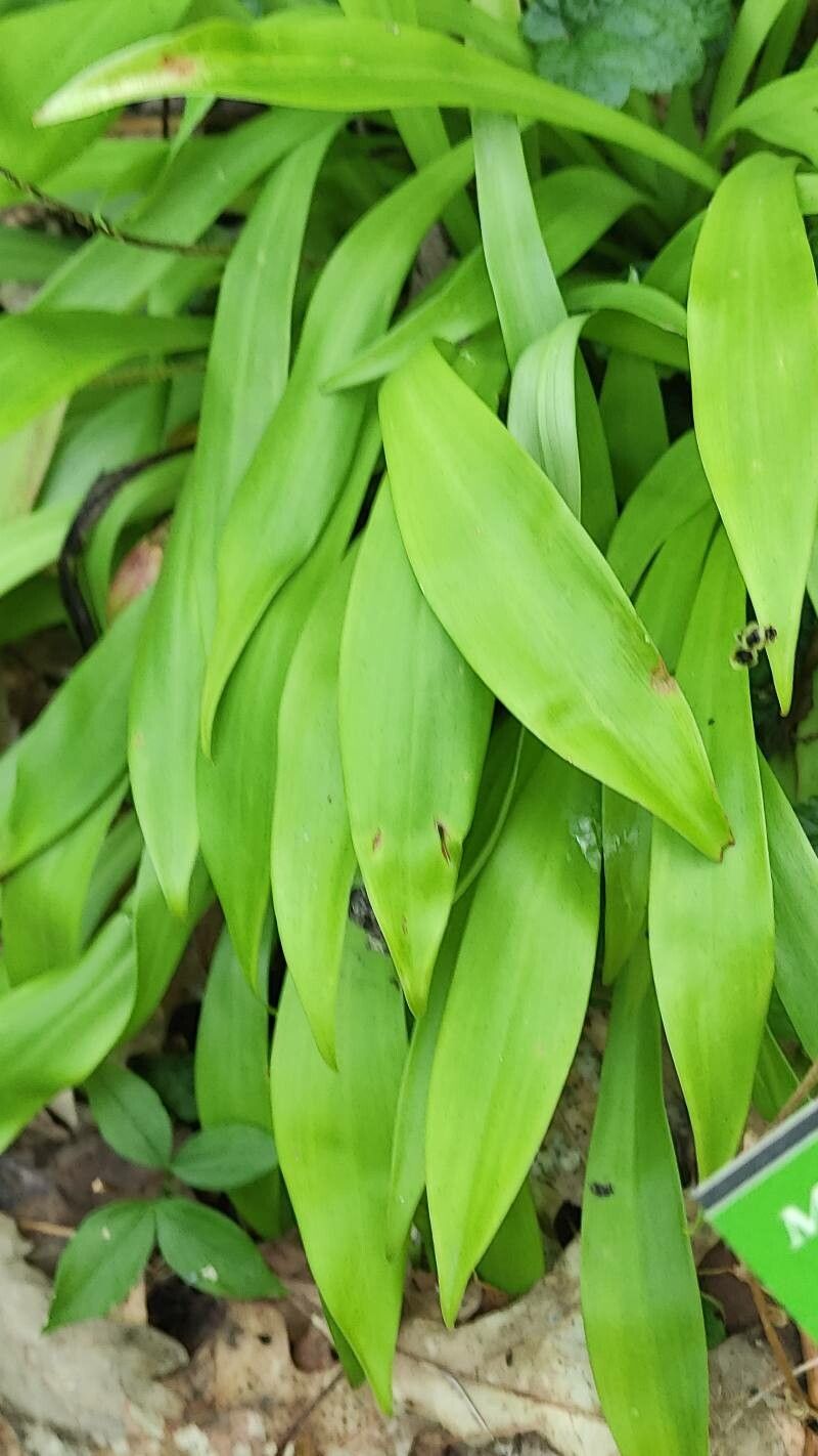 Helonias thibetica leaf