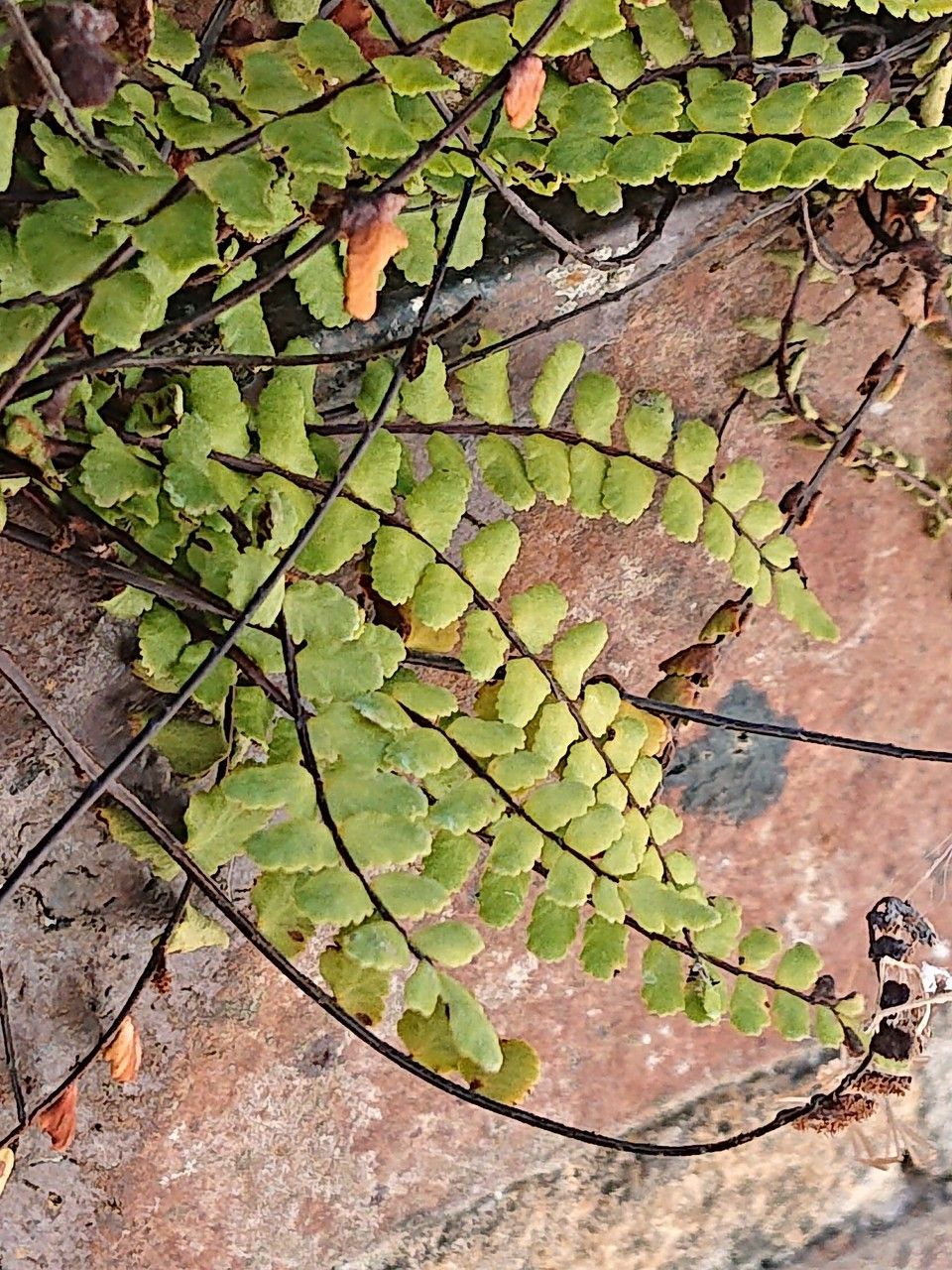 Asplenium alatum flower