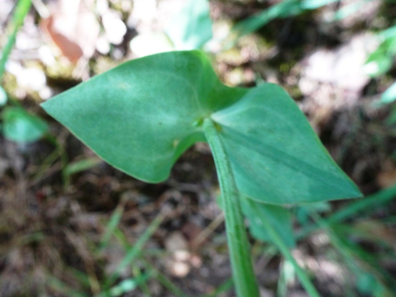 Blackstonia perfoliata leaf