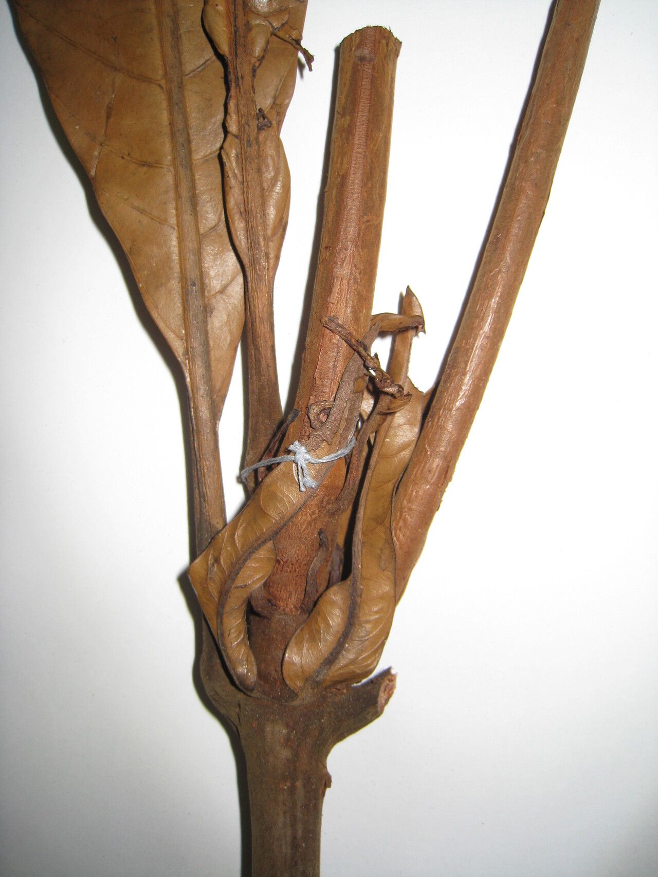 Quiina oiapocensis other