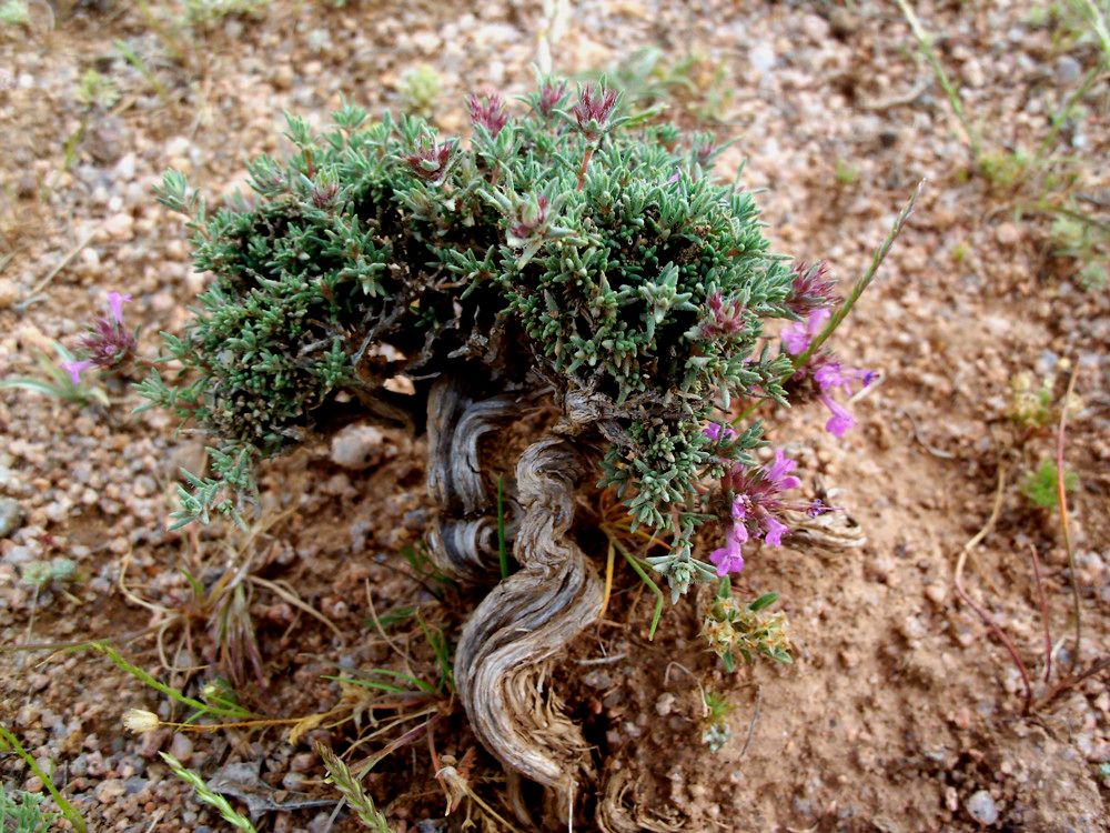 Thymus munbyanus habit