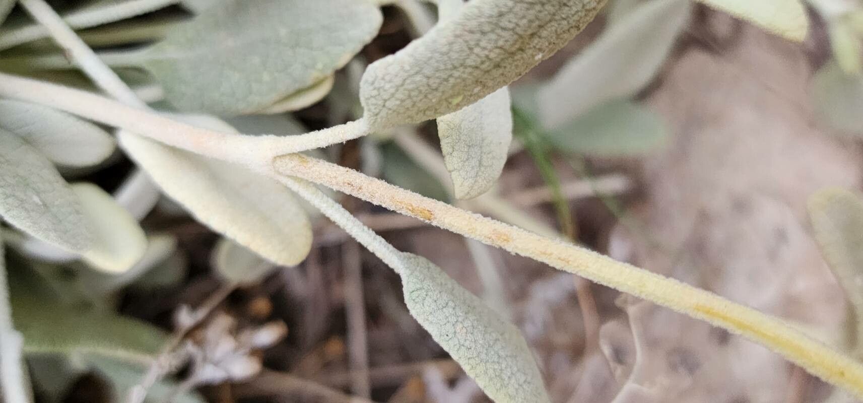 Phlomis olivieri bark