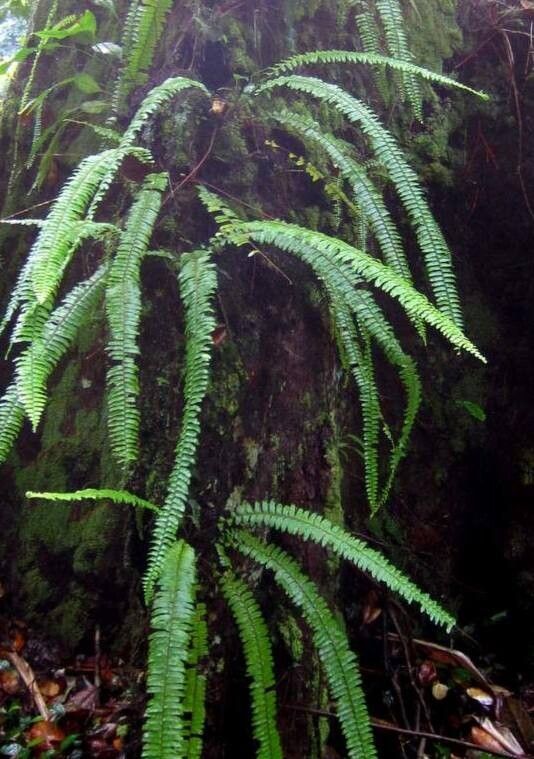 Nephrolepis pectinata — houseplant care guide