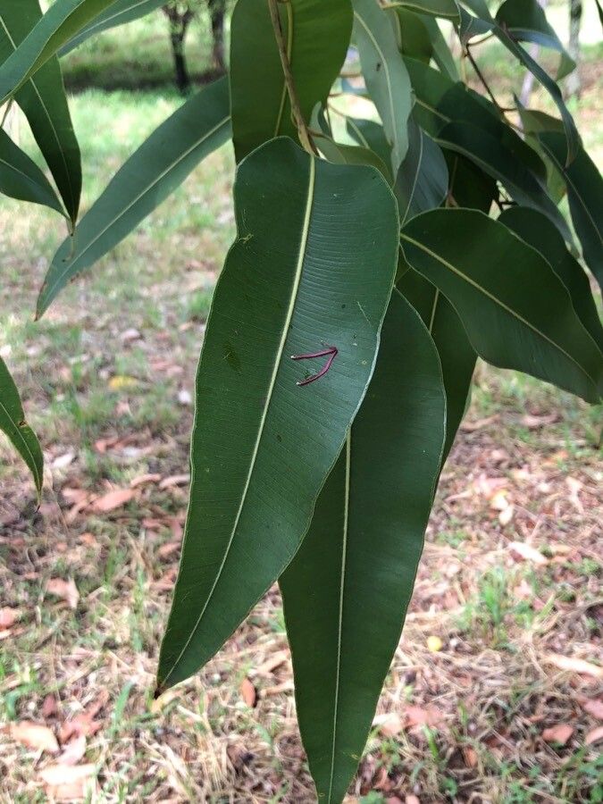 Corymbia ptychocarpa — houseplant care guide