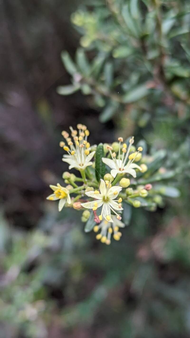 Leionema phylicifolium flower