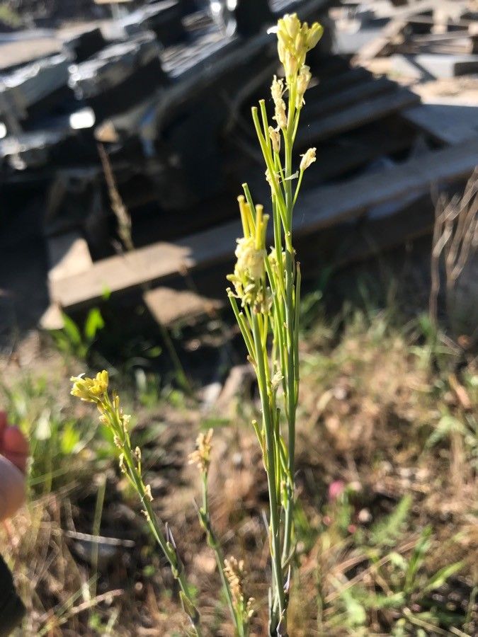 Erysimum virgatum fruit