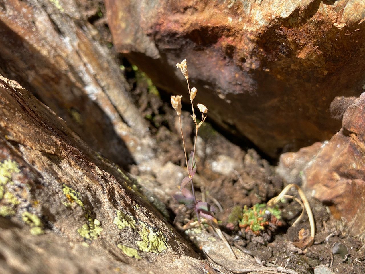 Silene rupestris flower