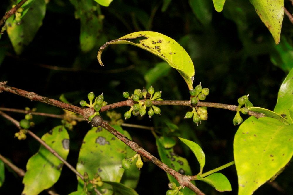 Geniostoma erythrospermum — houseplant care guide