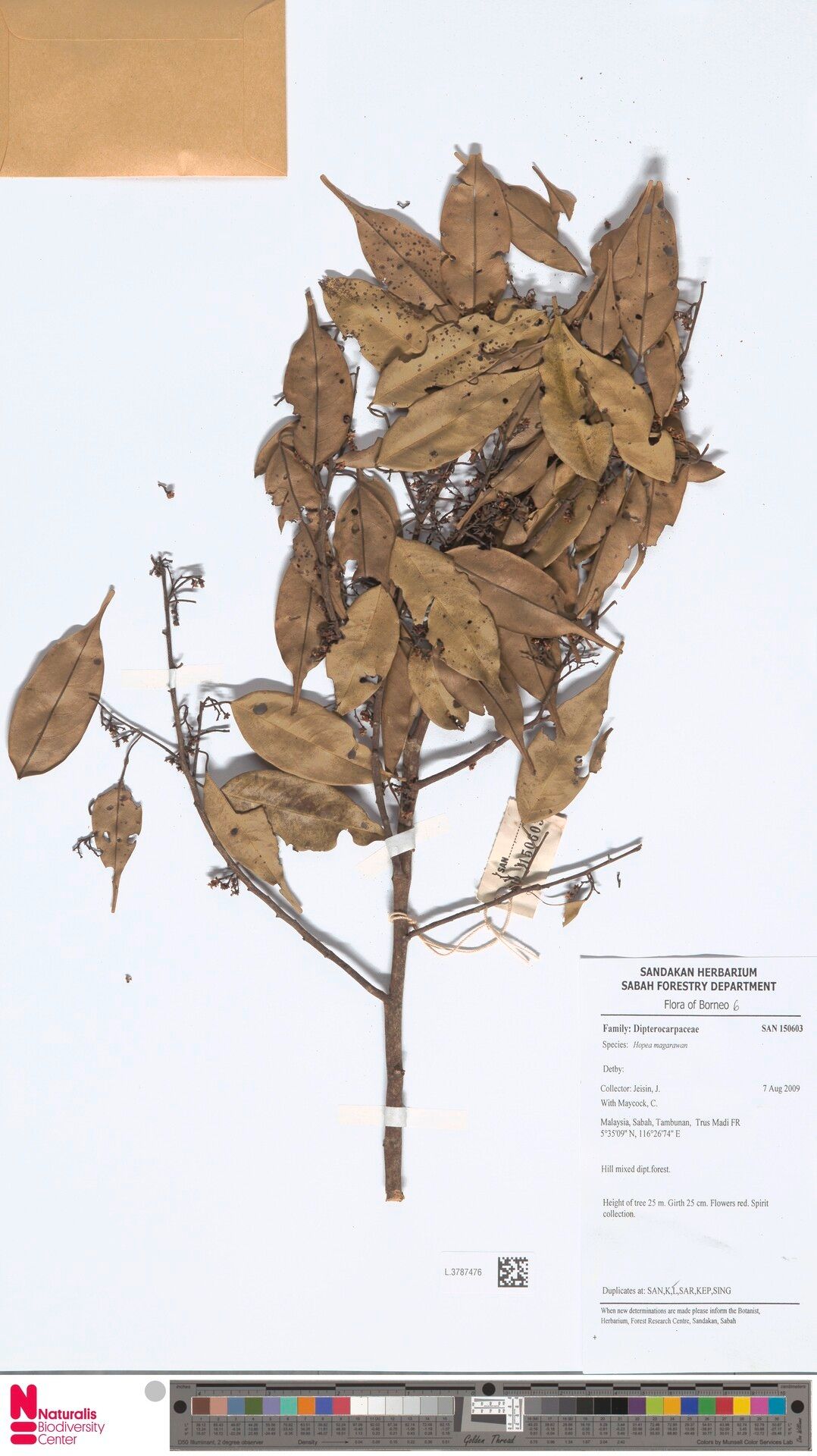 Hopea mengarawan — related species from the same genus