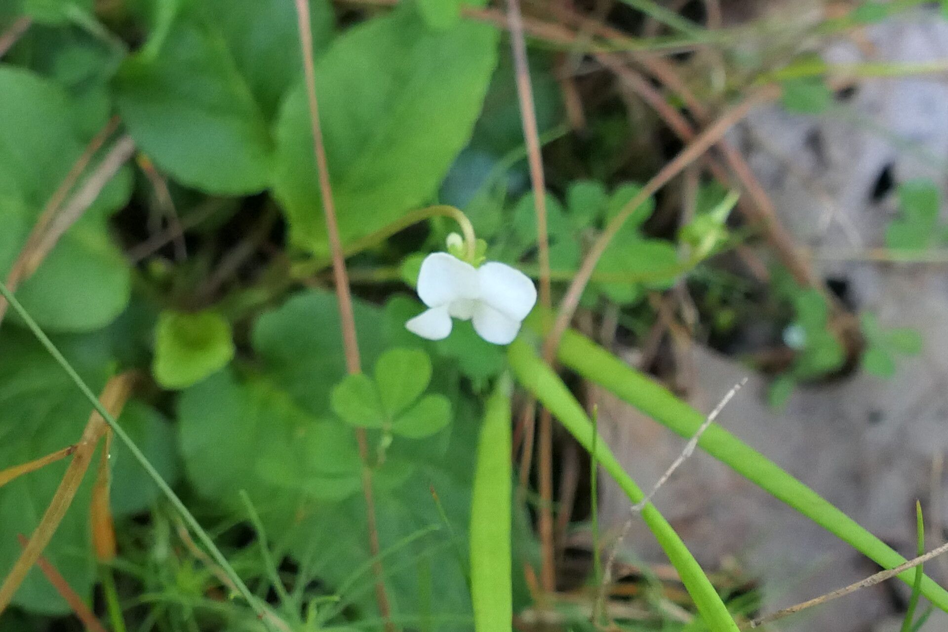 Viola patrinii flower