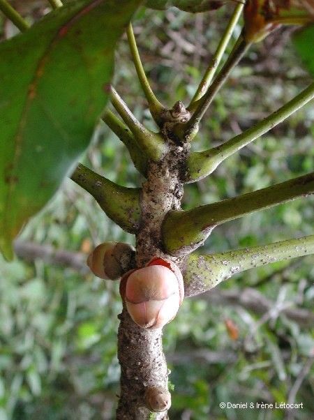 Acropogon pilosus bark