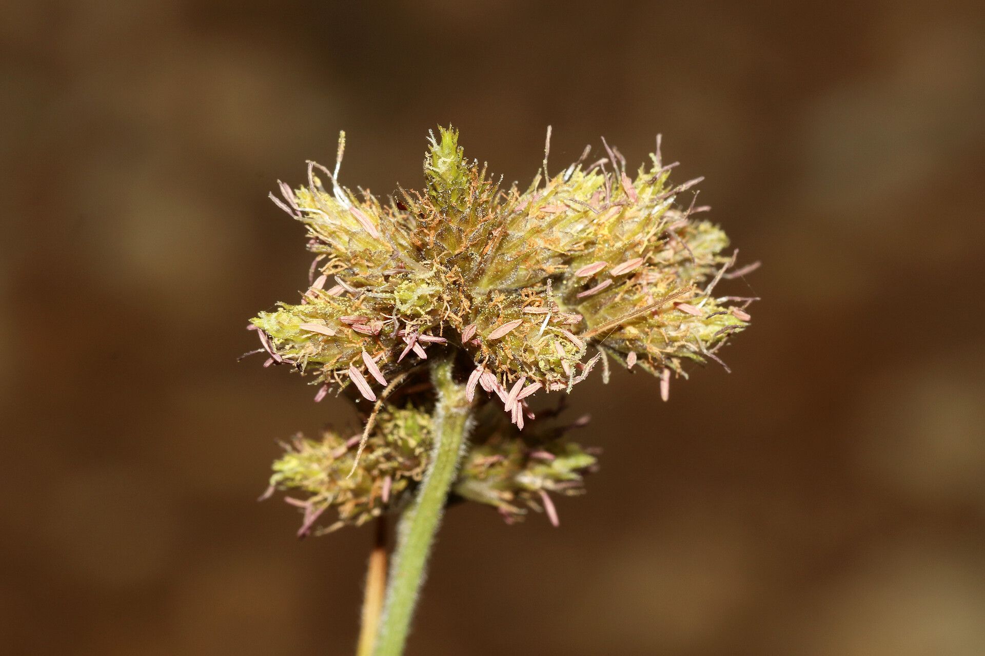 Fuirena pubescens flower