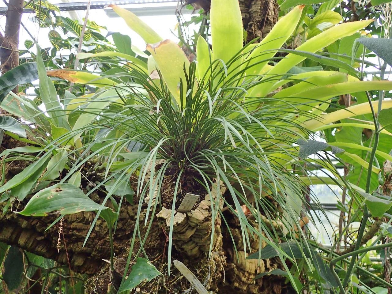 Dendrochilum convallariiforme habit