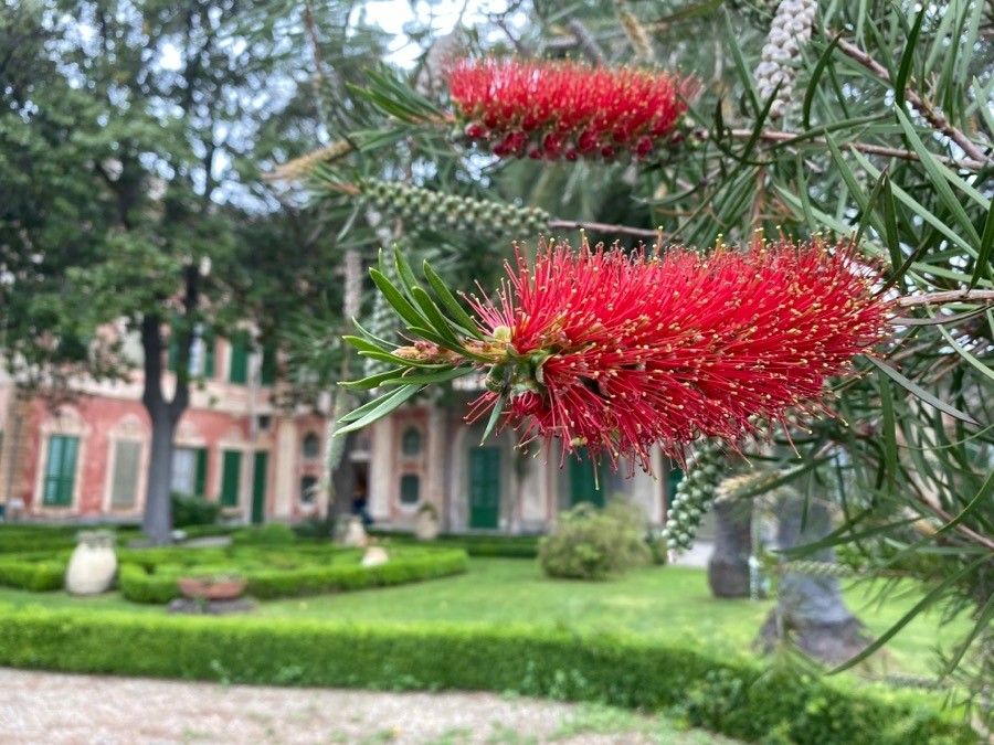 Callistemon coccineus flower