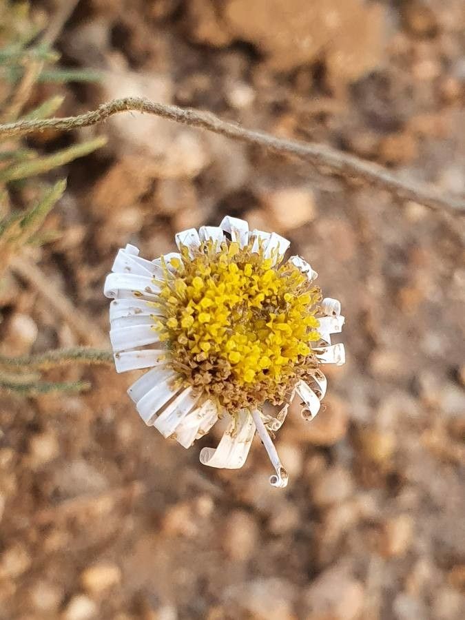 Felicia abyssinica flower
