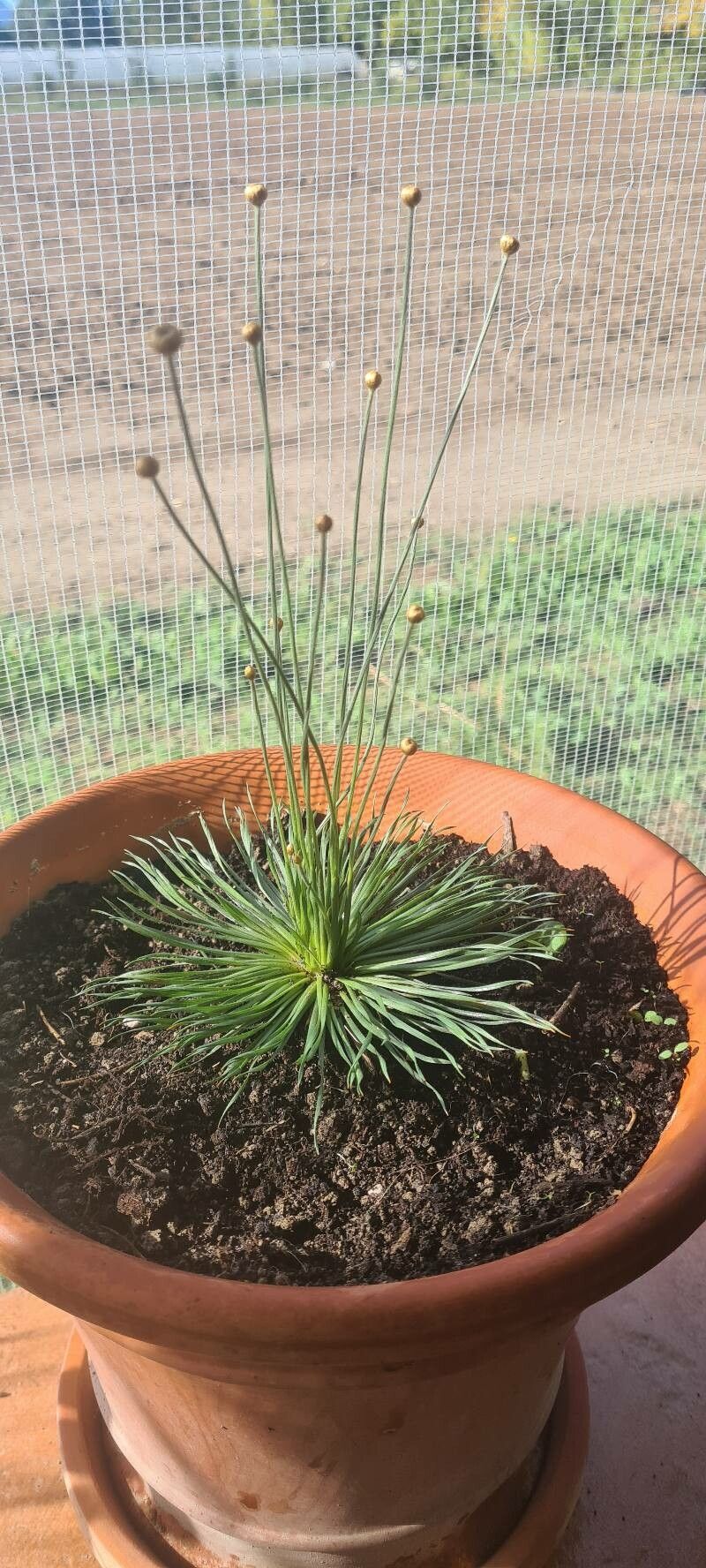Syngonanthus chrysanthus flower