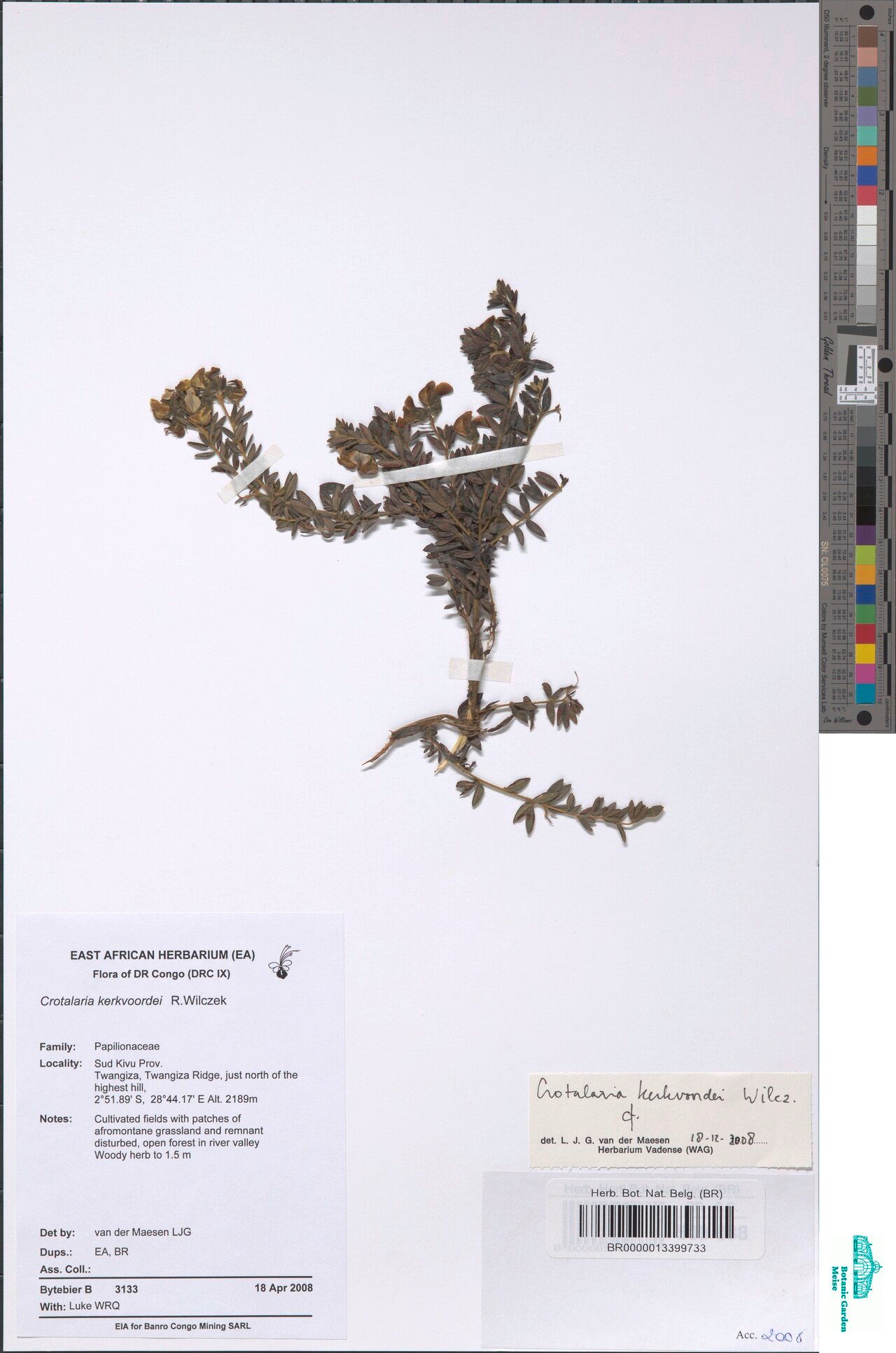 Crotalaria kerkvoordei — houseplant care guide