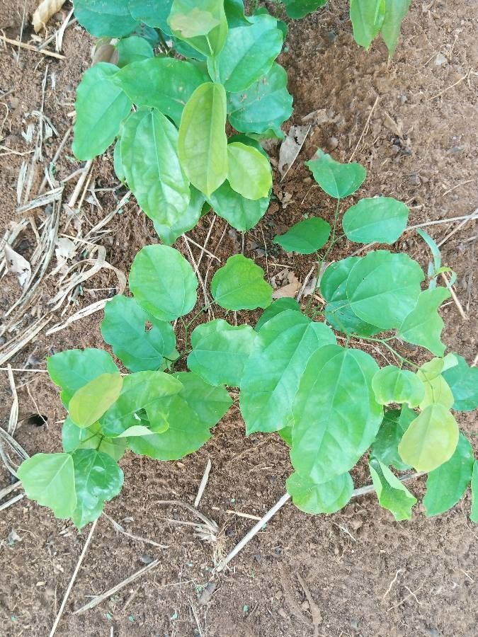 Griffonia simplicifolia — houseplant care guide