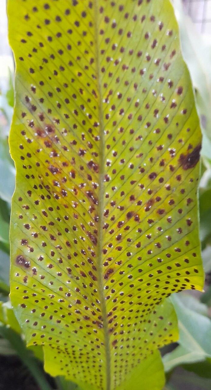 Niphidium crassifolium fruit