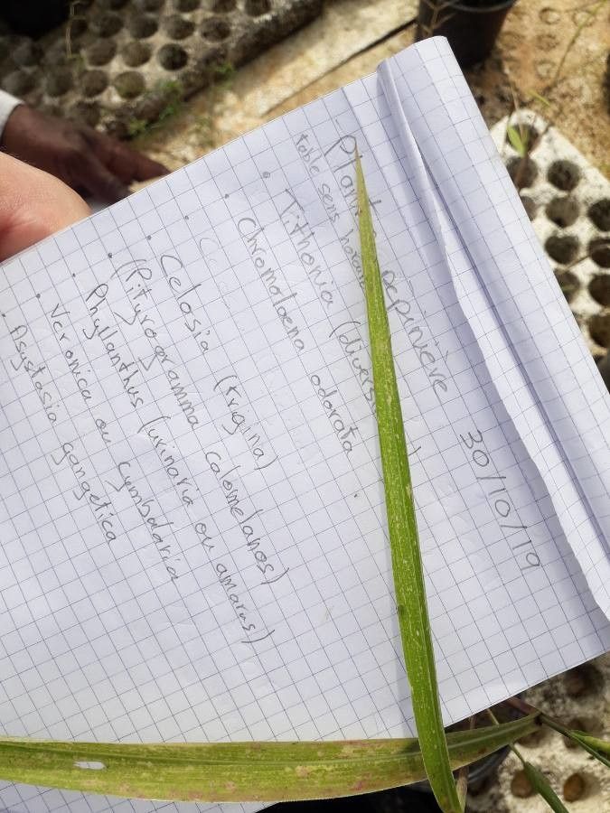 Rottboellia cochinchinensis leaf