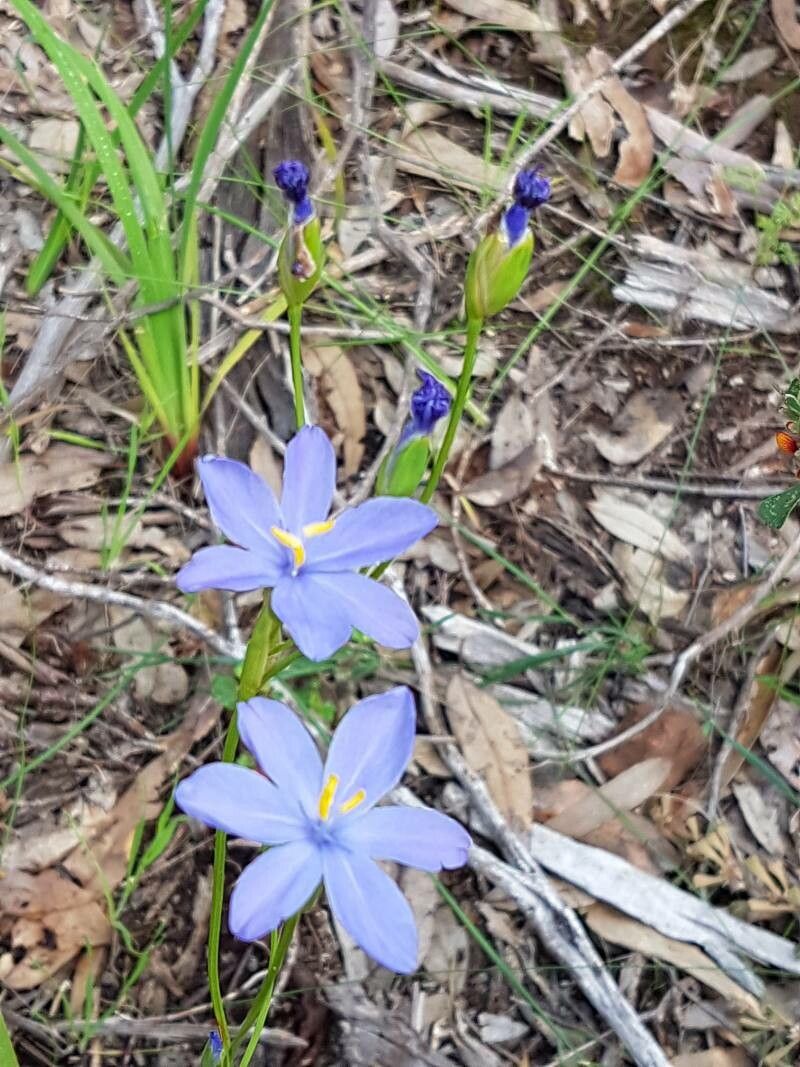 Orthrosanthus laxus — related species from the same genus