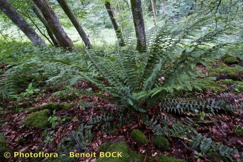 Polystichum × luerssenii habit