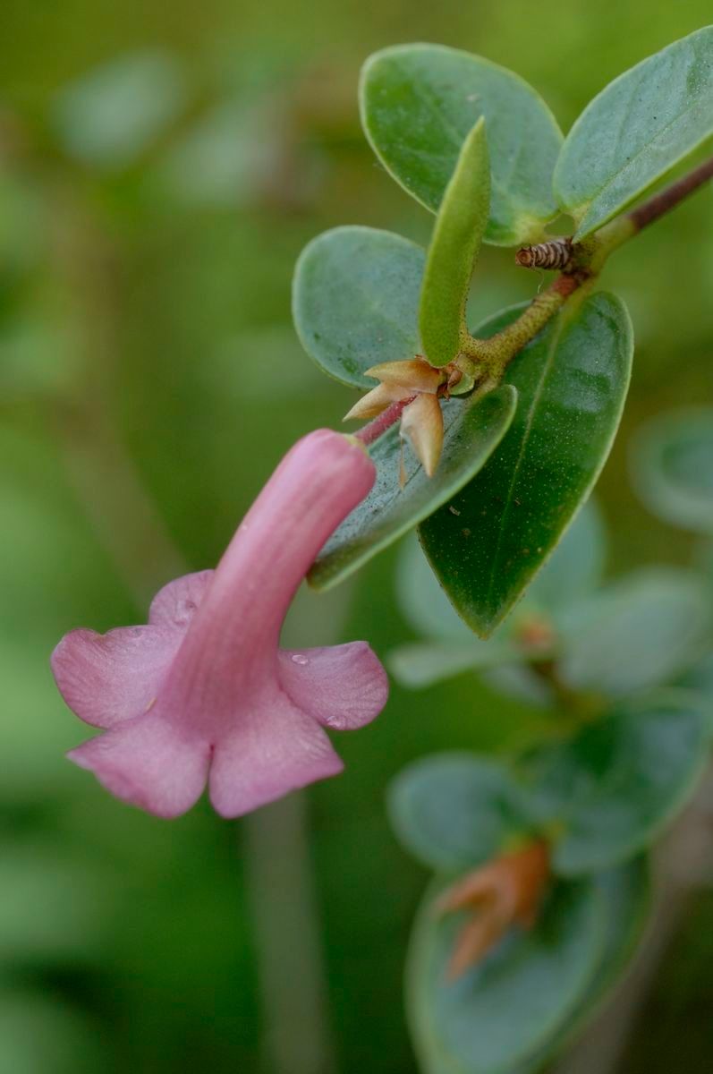 Rhododendron stevensianum — houseplant care guide