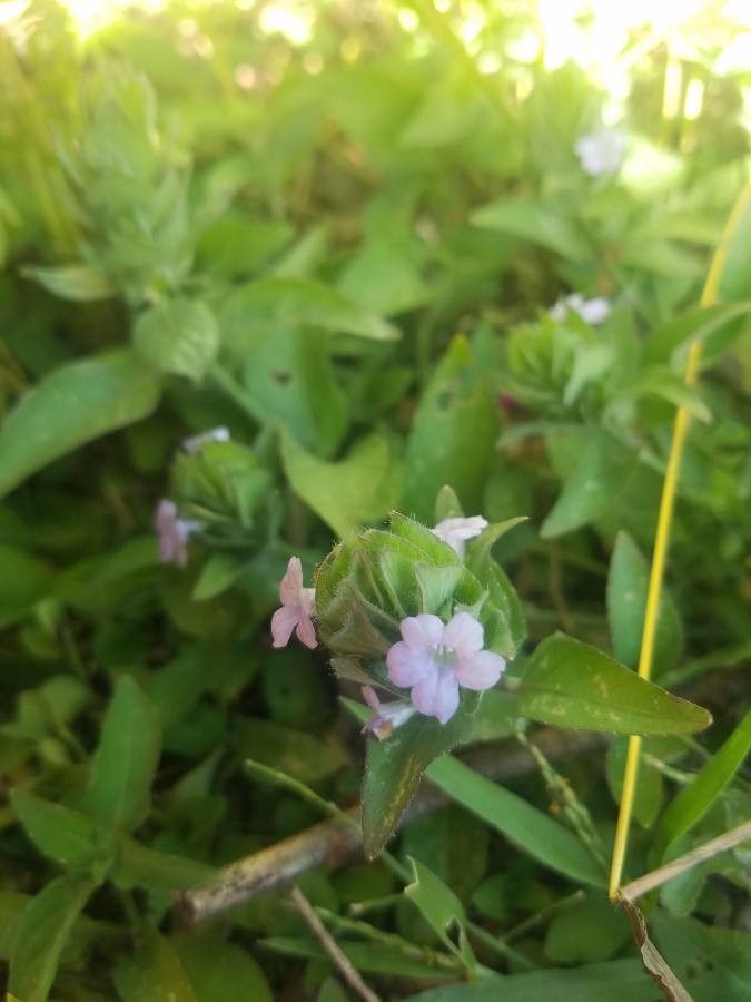 Ruellia blechum flower